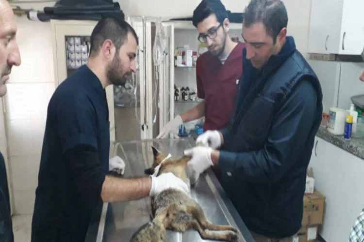 Bursa'da yaralı tilki böyle kurtarıldı