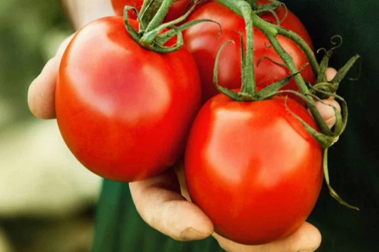 Türkiye'den ithal domatese onay