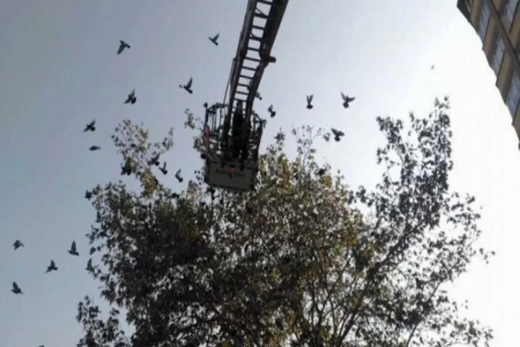 Bursa'da, ağaçta güvercin kurtarma operasyonu