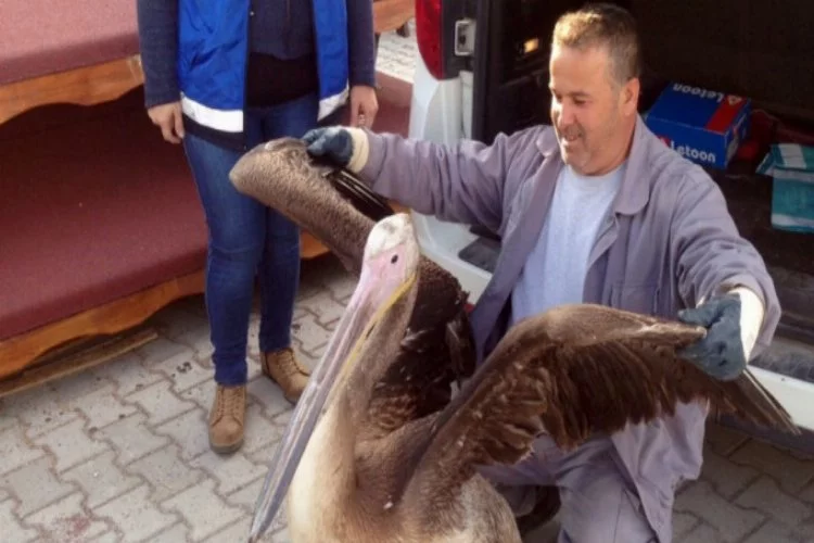 Bursa'da yorgun pelikan emin ellerde
