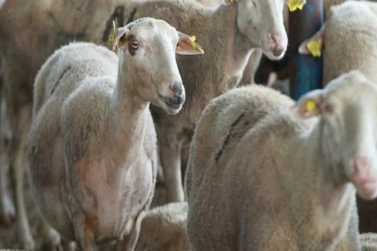Koyunculuğu bırakan köylülere 30 koyun verildi