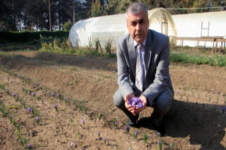 Dünyanın en pahalı bitkisi Bursa'da yetiştiriliyor... Gramı 100 TL