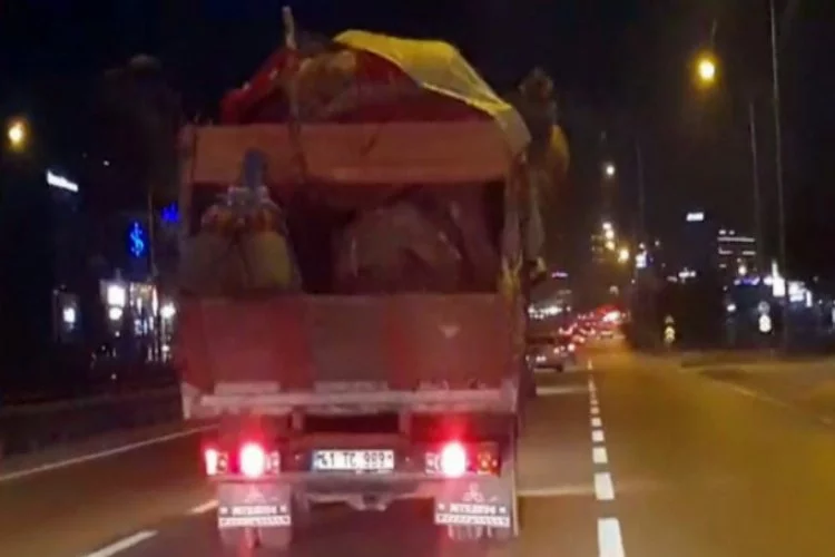 Bursa'da ilginç görüntü! 3 deveyi kamyona yükleyip...