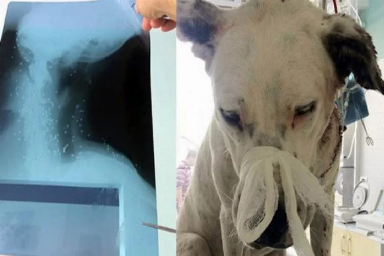 Yaralı köpeğin röntgen filmi şoke etti