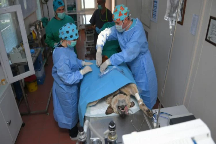 Bursa'da sahipsiz hayvanlara 24 saat tedavi hizmeti