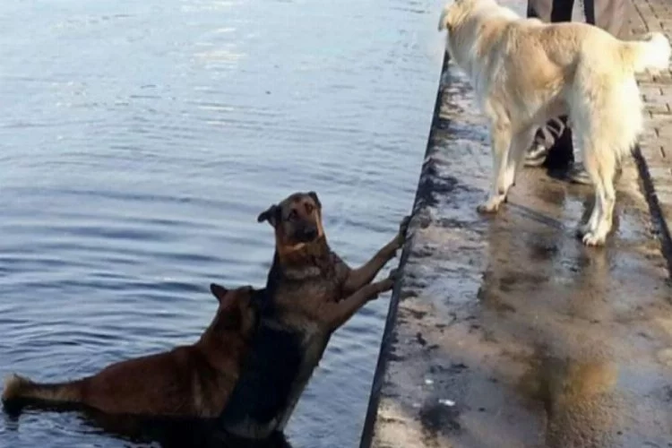 Denize düşen köpeği, başka bir köpek kurtardı