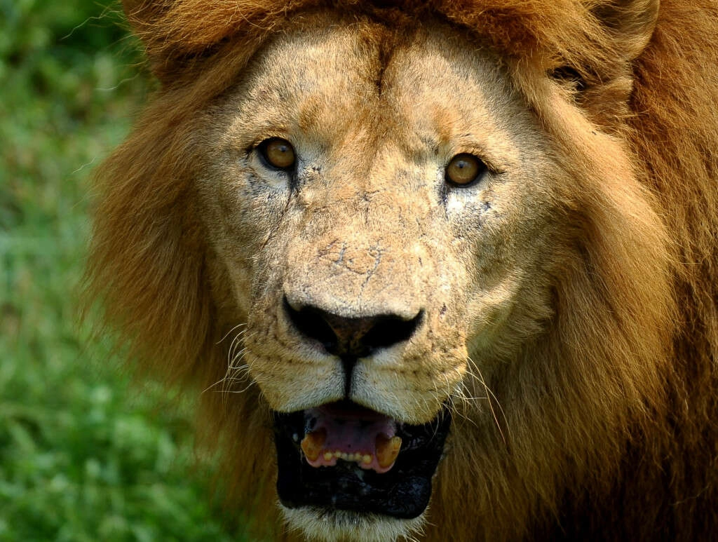 Bursa Hayvanat Bahçesi'nde nefes kesen anlar