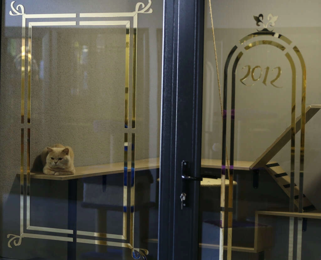 Bursalılar tatile gidenler kedilerini oraya bıraktı