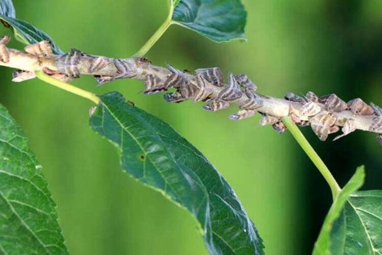 Kabus geri geldi! Her şeyi yiyor...