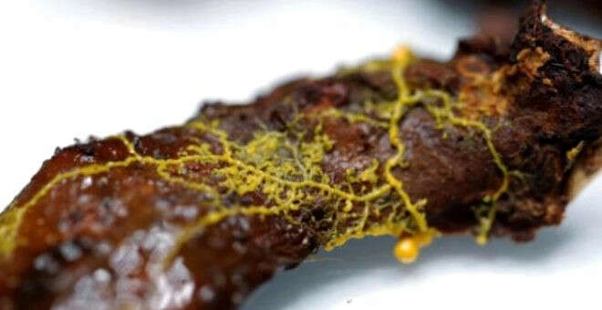 Ürküten keşif! 720 cinsel organı var, ama beyni yok!