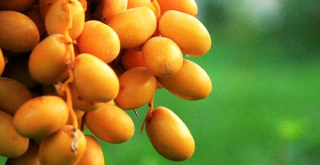 İnanılmaz benzerlikleri şaşırttı! İnsan gibi ürüyor, kalbine darbe aldığında ölüyor...