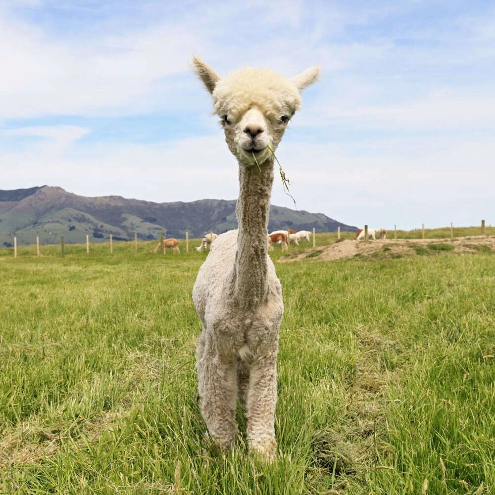 Bilim insanları açıkladı! Koronavirüste 'alpaka' umudu!