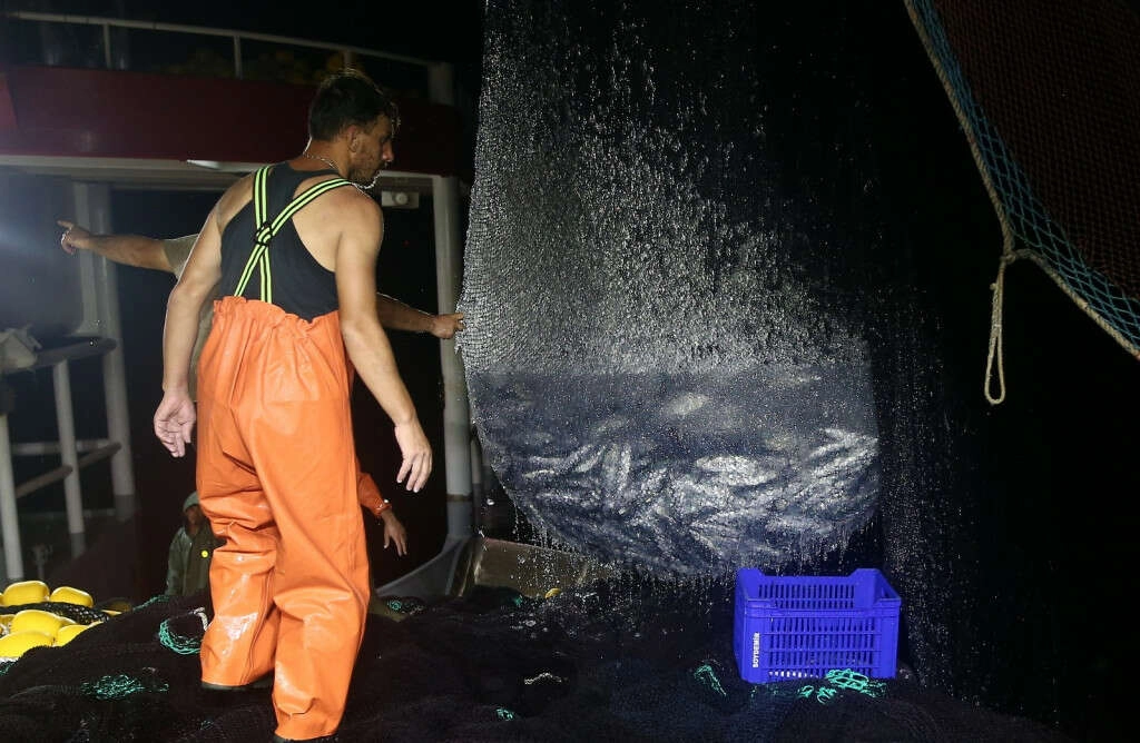 Bursalı balıkçıların 'palamut' sevinci