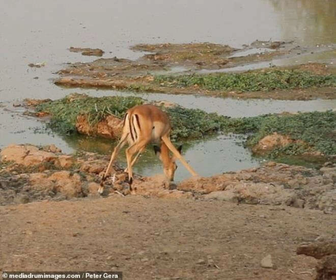 Fotoğrafçı olanlar karşısında dondu kaldı! Su içmek için...