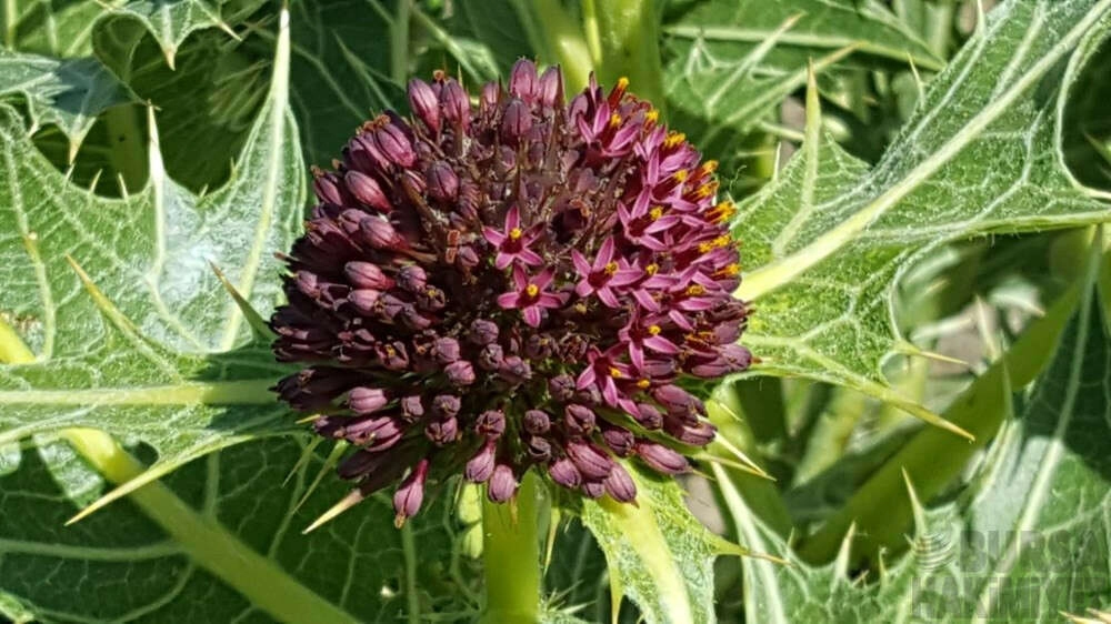 'Anatolia' adındaki bitki bilim literatürüne kazandırıldı