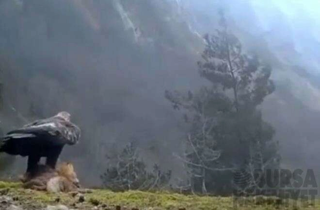 Kartalın, tilkiyi avladığı görüntüler tüyler ürpertti