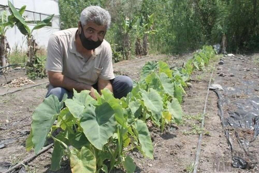 Eken paraya para demiyor: Dönümde 50 bin TL kazandırıyor
