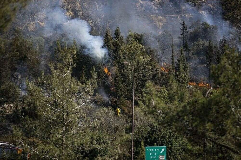 Yanan bölgelere hangi ağaç? Uzmanlar yanıtladı