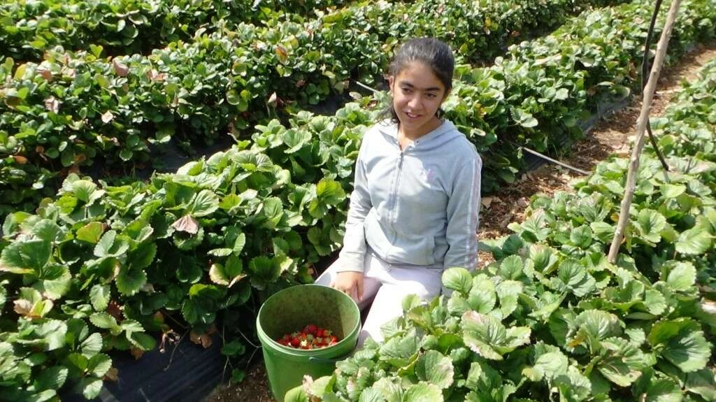 Güneydoğu'da ki kuraklık, üreticiyi zor duruma soktu
