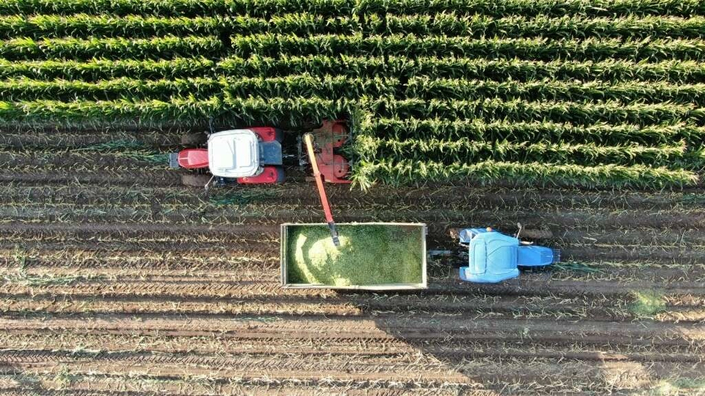 İştah açıyor, süt verimini arttırıyor, hasadına başlanıldı