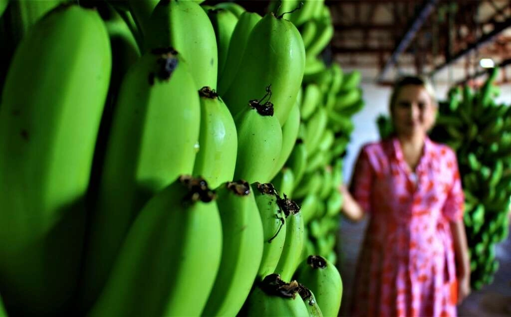 Türkiye'de yenen her iki muzdan biri Anamur'dan