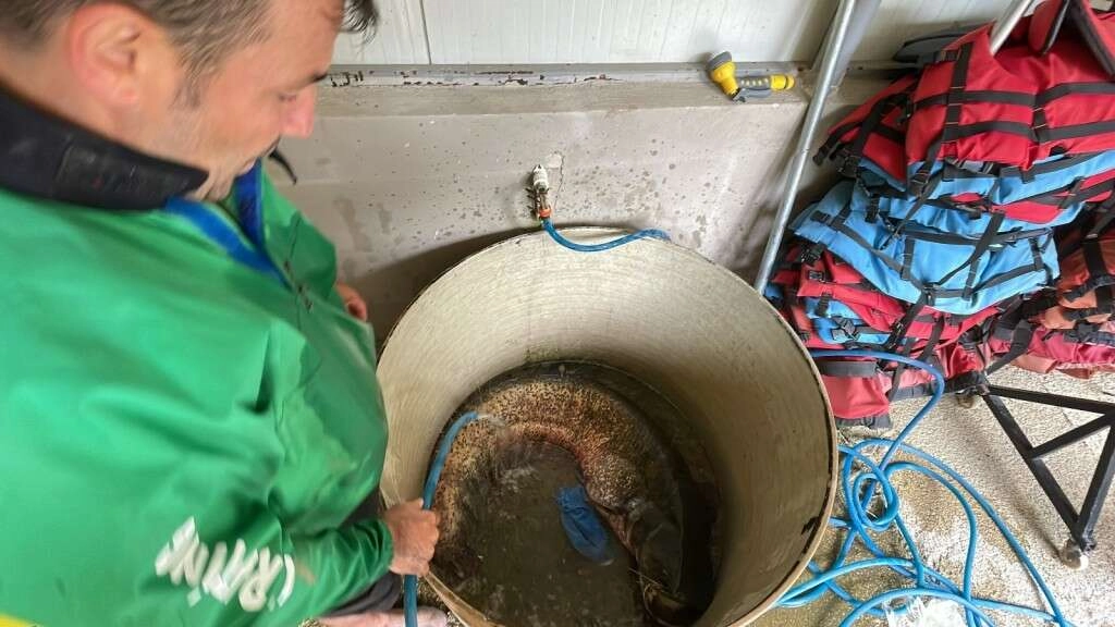 Can sıkıntısıyla çaya attığı oltasına 51 kiloluk dev takıldı