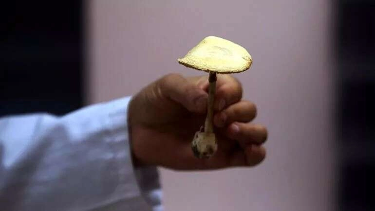 Kültür mantarı bile olsa bekletip yemeyin! İşte böyle zehirliyor...