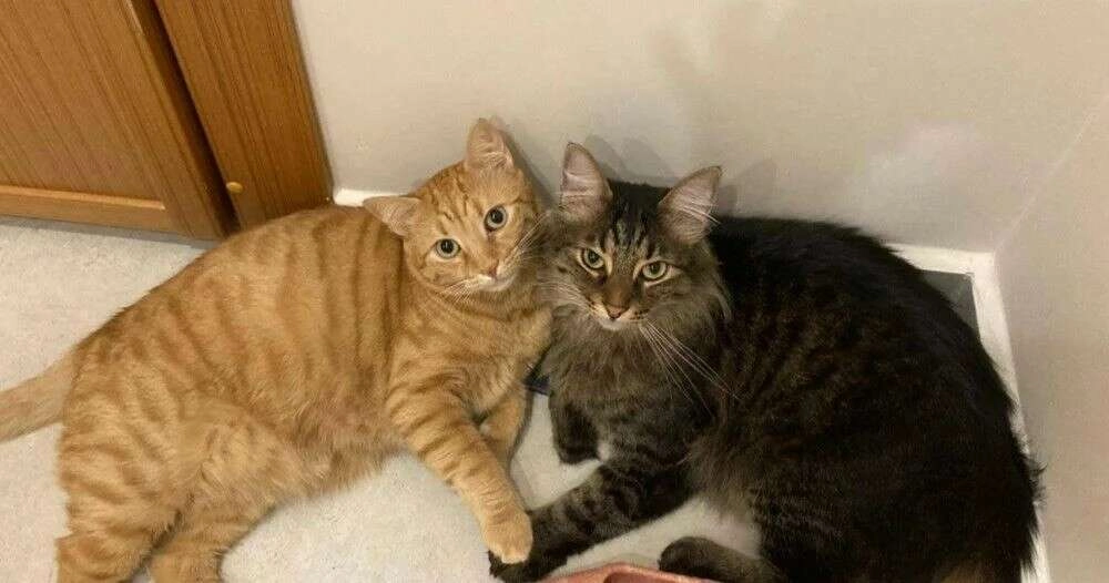 4 Ekim Dünya Hayvanları Koruma Günü hakkında her şey