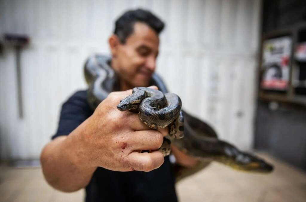 Yeşil anakonda 19 yavru doğurdu