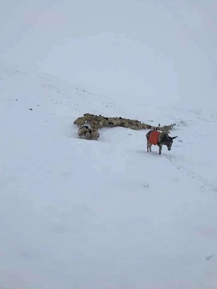 Kar yağışı birçok ilde etkili oldu