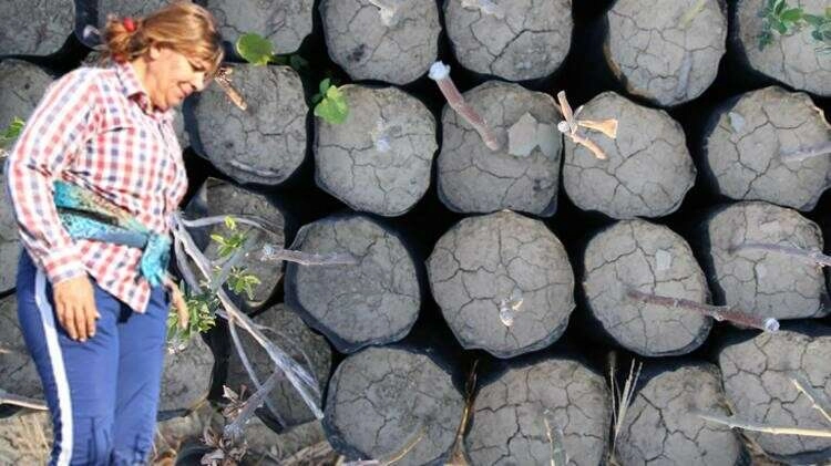 Fidan işi için başka mahallelerden gelen bile var! Günlük 300 lira...