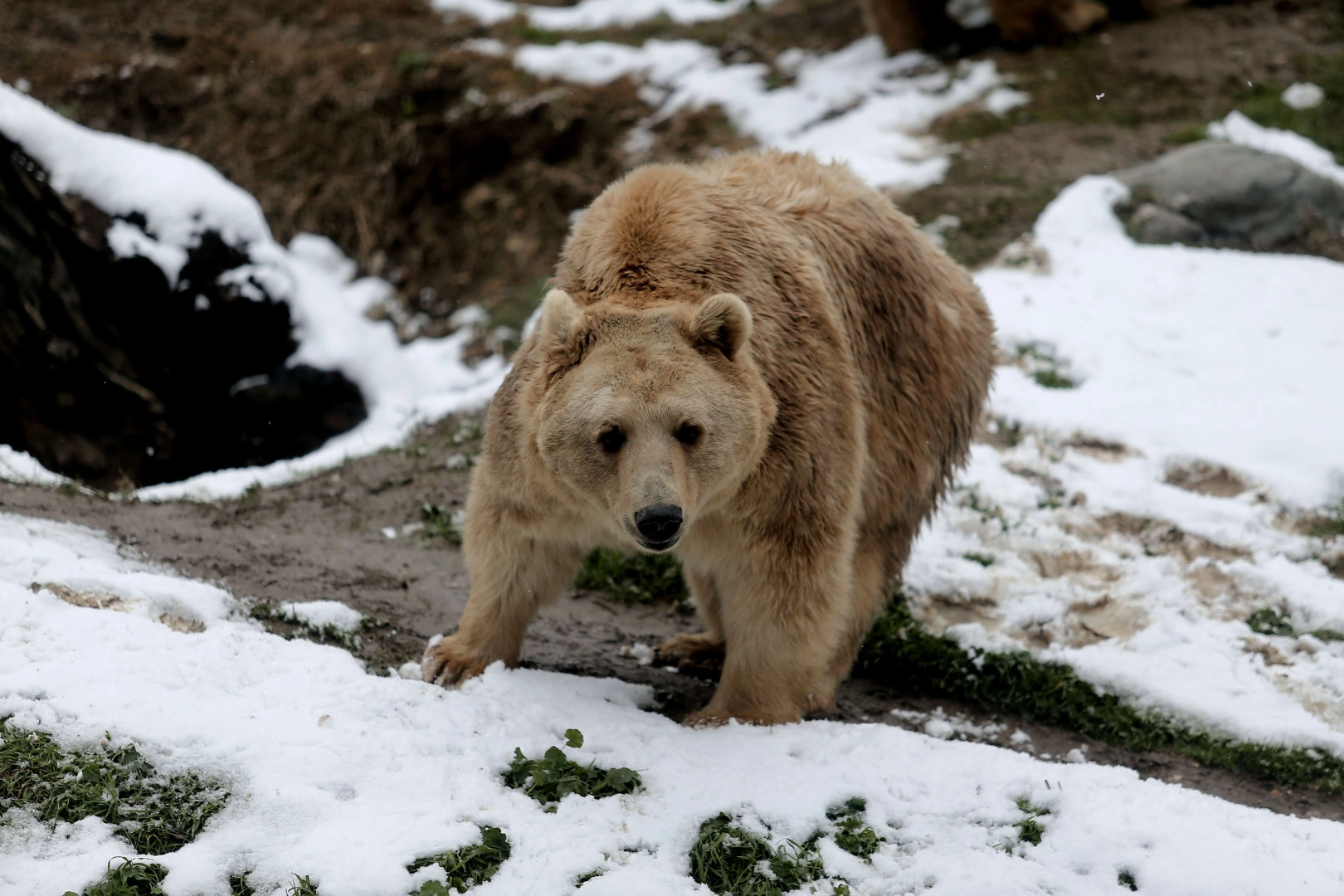 Bursa'da kar altında hayvanların kartpostallık görüntüleri