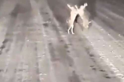 Tavşanların gülümseten kavgası!