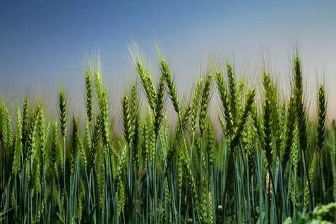 BM: Dünya, Ukrayna savaşı nedeniyle en ciddi gıda, enerji ve ekonomik krizin eşiğinde