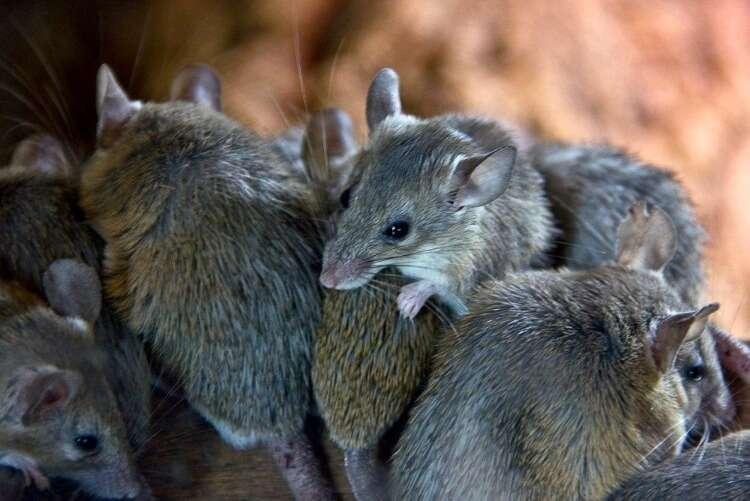 FARELER ÜZERİNDE TEHLİKELİ DENEY