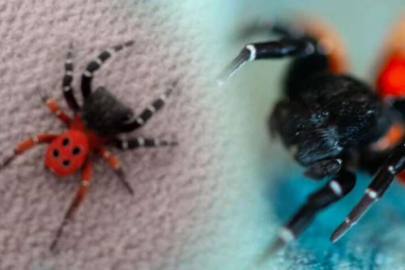 'Zehirli uğur böceği örümceği' bu defa Manisa'da görüldü!