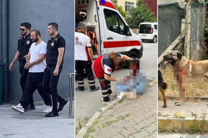 İstanbul'da köpek kadının kafasını parçaladı yolan geçenler zor ayırdı sahibi gözaltına alındı!