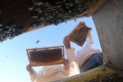 Balın kilogram maliyeti dudak uçuklatıyor!