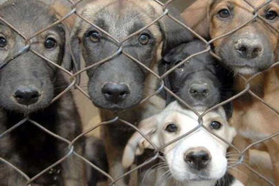 Elazığ barınak davasında tüm sanıklar için beraat kararı