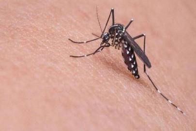 Sivrisinek ısırığı kaşıntısını azaltan yöntemler