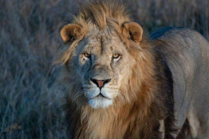 Berlin'de 'başıboş aslan' paniği! Evden çıkılmaması uyarısı yapıldı...