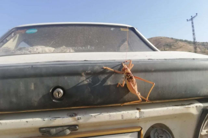 Dev etçil çekirge görüldü: Sakın öldürmeyin!