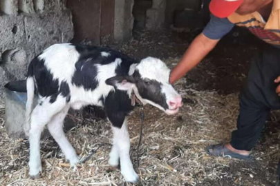 Türünün tek örneği: Görenler ilk önce inek yavrusu zannediyor