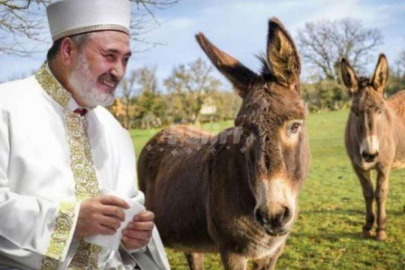 Ankara İl Müftüsü'nden tartışma yaratacak fetva: Yabani eşeğin eti de sütü de helaldir