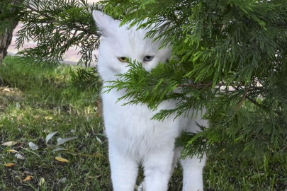 Ayasofya'ya yeni 'Ankara' kedisi