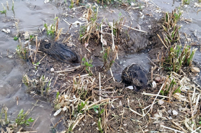 Bursa'da fare kabusu! 40 bin dönüm ekili alana zarar verdiler...