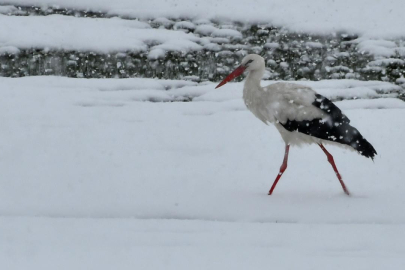 Leylekler erken göç etti: Tarihi bir kış görebiliriz