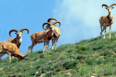 Anadolu yaban koyununu avlamaya izin verildi