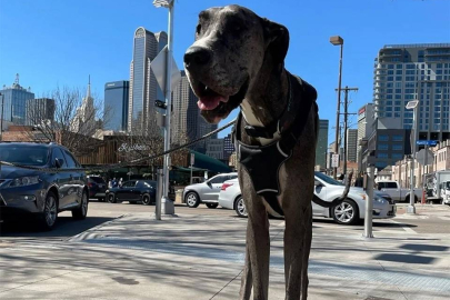 Dünyanın en uzun köpeği Zeus kansere yenildi