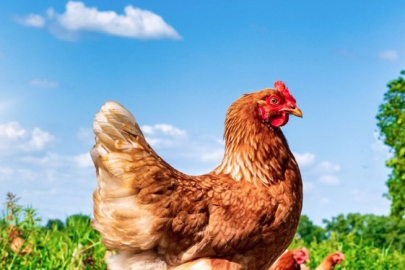 Yapay zeka tavuk seslerini tercüme ediyor